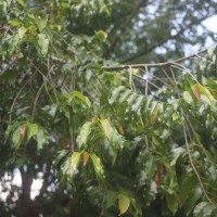 Xylopia nigricans Hook.f. & Thomson