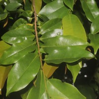 Xylopia nigricans Hook.f. & Thomson