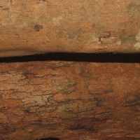 Xylopia nigricans Hook.f. & Thomson