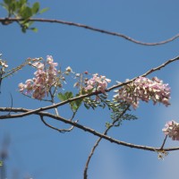 Gliricidia sepium (Jacq.) Steud.