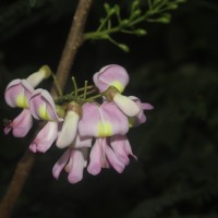 Gliricidia sepium (Jacq.) Steud.