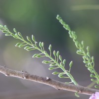 Gliricidia sepium (Jacq.) Steud.