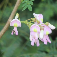 Gliricidia sepium (Jacq.) Steud.