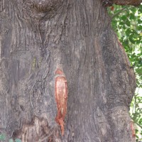 Careya arborea Roxb.