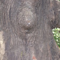 Careya arborea Roxb.