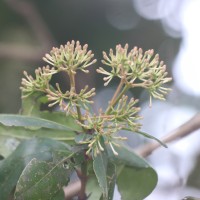Ixora pavetta Andrews