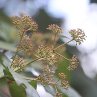 Ixora pavetta Andrews