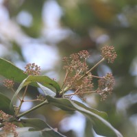 Ixora pavetta Andrews