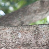 Ixora pavetta Andrews