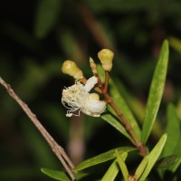Eugenia rheophytica Kosterm.
