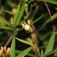 Eugenia rheophytica Kosterm.