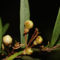 Eugenia rheophytica Kosterm.