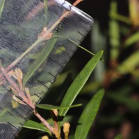 Eugenia rheophytica Kosterm.