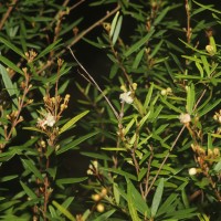 Eugenia rheophytica Kosterm.
