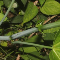 Cissus heyneana Steud.