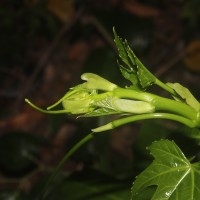 Cissus heyneana Steud.