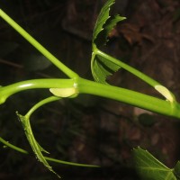 Cissus heyneana Steud.