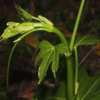 Cissus heyneana Steud.