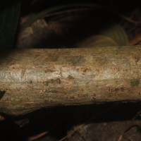 Cissus heyneana Steud.