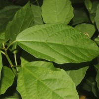 Baliospermum solanifolium (Burm.) Suresh