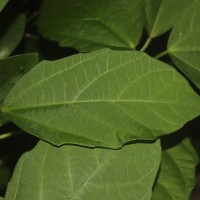 Baliospermum solanifolium (Burm.) Suresh