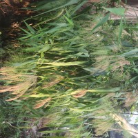 Thysanolaena latifolia (Roxb. ex Hornem.) Honda