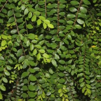 Phyllanthus cochinchinensis Spreng.