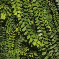Phyllanthus cochinchinensis Spreng.