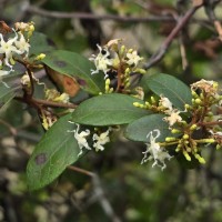 Ichnocarpus frutescens (L.) W.T.Aiton