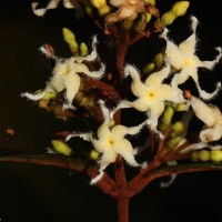 Ichnocarpus frutescens (L.) W.T.Aiton