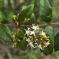 Ichnocarpus frutescens (L.) W.T.Aiton