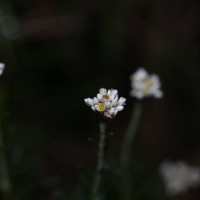 Anaphalis fruticosa Hook.f.