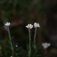 Anaphalis fruticosa Hook.f.