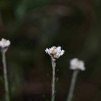 Anaphalis fruticosa Hook.f.