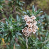 Anaphalis fruticosa Hook.f.