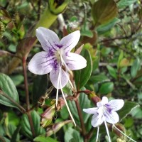 Strobilanthes pentandra J.R.I.Wood