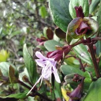 Strobilanthes pentandra J.R.I.Wood