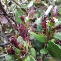 Strobilanthes pentandra J.R.I.Wood