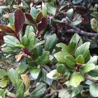 Strobilanthes pentandra J.R.I.Wood