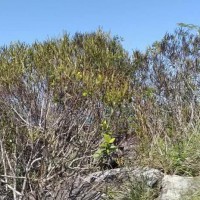 Strobilanthes willisii Carine