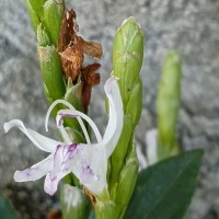 Strobilanthes willisii Carine