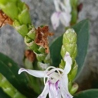 Strobilanthes willisii Carine