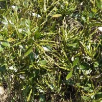 Strobilanthes willisii Carine