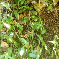 Vanilla moonii Thwaites