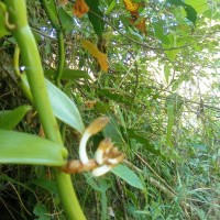 Vanilla moonii Thwaites