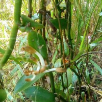 Vanilla moonii Thwaites