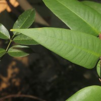 <i>Eugenia amoena</i>  Thwaites