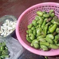 Anacardium occidentale L.