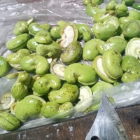 Anacardium occidentale L.