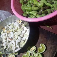 Anacardium occidentale L.
